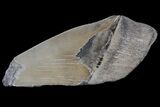 Partial Fossil Megalodon Tooth - Serrated Blade #89440-1